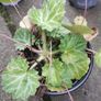 Strawberry Begonia (Saxifraga stolonifera) Image 3