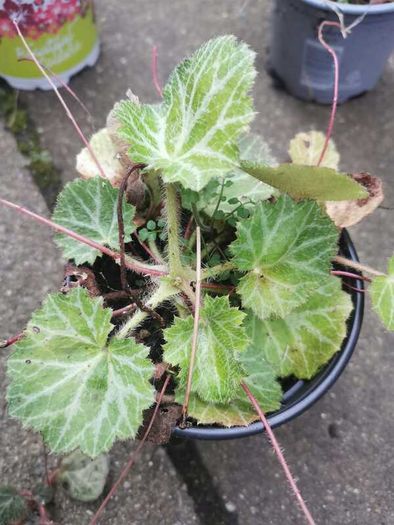 Strawberry Begonia (Saxifraga stolonifera)