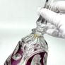 Crystal Bell by Hofbauer Byrdes | Germany Vintage Bird Image 4