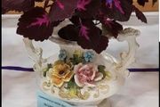 fabulous colourful indoor plants in lovely holders