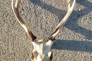 sika head
