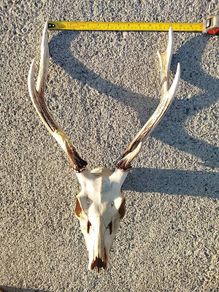 sika head