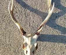 sika head