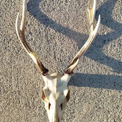 sika head