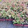 Red Robin Hedging Image 6