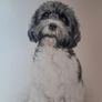 pet Image 2