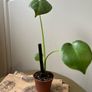 Monstera Deliciosa Image 4