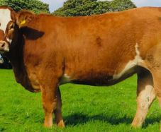 Incalf Heifer sale 3rd October 2026 Balla Mart