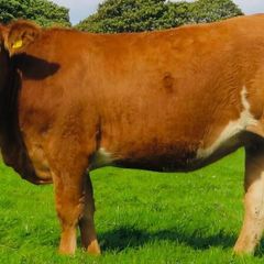 Incalf Heifer sale 3rd October 2026 Balla Mart