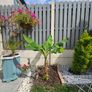 Banana plant 105cm Image 2