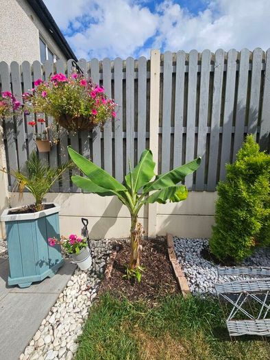 Banana plant 105cm