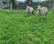 Sheep