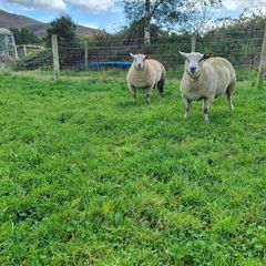 Sheep