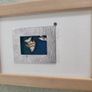 Art Work Small Little Hatchet Fish Framed By  Karen Shannon Image 6
