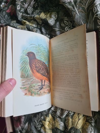 Scarce Lloyd's Natural History - 1896/7, 2 Vol. Set. Free Postage.