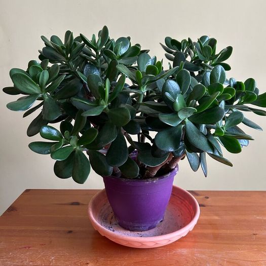 House plants