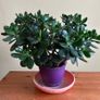House plants Image 8