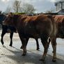 6 super Incalf heifers for tullamore Mart 20th Image 2