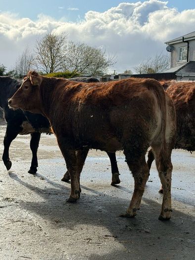 6 super Incalf heifers for tullamore Mart 20th