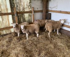 Lleyn sheep