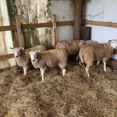 Lleyn sheep