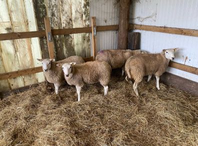 Lleyn sheep