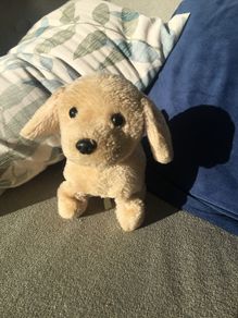soft toy dog