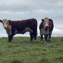 Hereford In Calf Heifers Image 3