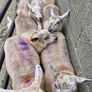 Texel x ewe lambs Image 3