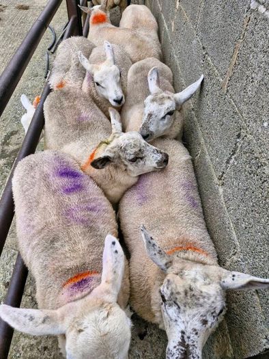 Texel x ewe lambs