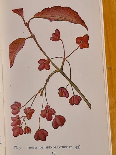 .The Observers Book Of TRRES & shrubs Of The British ISLES. 240 PAGES POCKET SIZE.