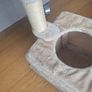 cat Image 4