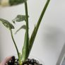 Monstera Starlight Image 2