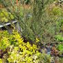 Plants and Shrubs Image 6