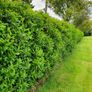 Portuguese Laurel Hedging Plants Image 6