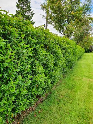 Portuguese Laurel Hedging Plants