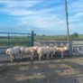 Pedigree Texel sheep Image 2