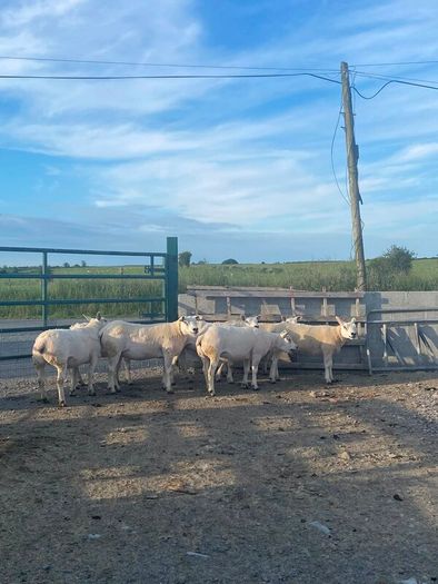 Pedigree Texel sheep