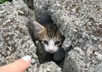 Free kittens in search of a loving home
