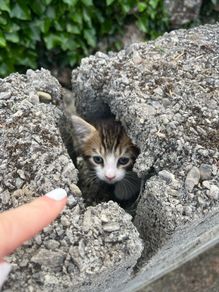 Free kittens in search of a loving home