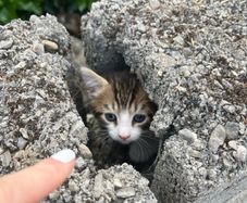 Free kittens in search of a loving home