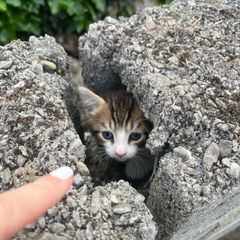 Free kittens in search of a loving home