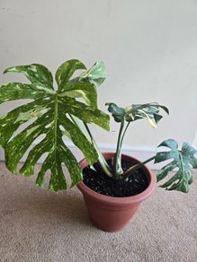 Monstera Thai Constellation - rare plant