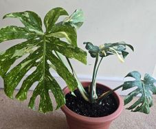 Monstera Thai Constellation - rare plant