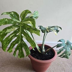 Monstera Thai Constellation - rare plant