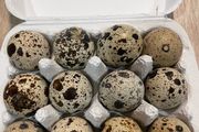 quail hatching eggs