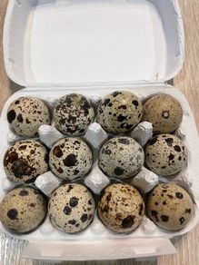 quail hatching eggs
