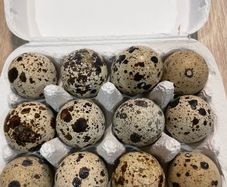 quail hatching eggs