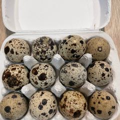 quail hatching eggs