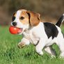 Books About Dogs - The West Highland Terrier, Setters, The Boxer & General Tip for taking Care of your Dog. Image 2